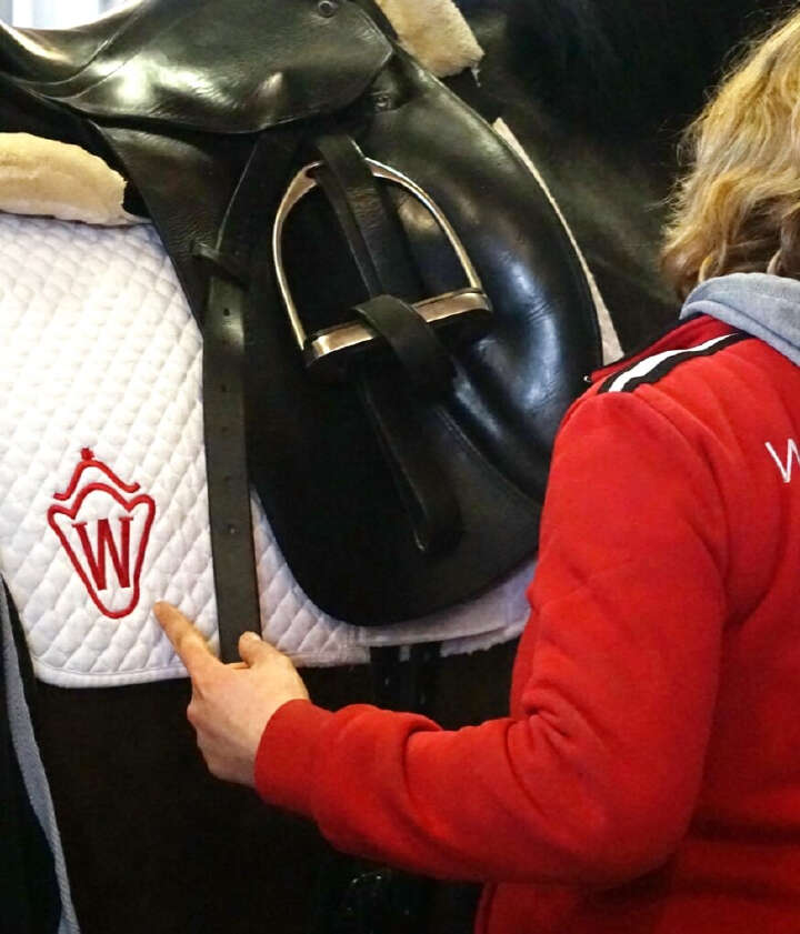 derby community westfaelisches pferdestammbuch